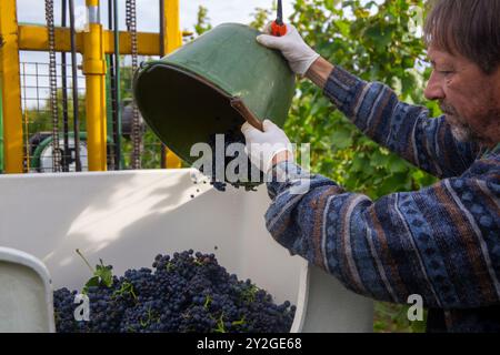 Vendemmia: Raccolta manuale di uve Pinot Nero nella regione Palatinato Foto Stock