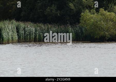 l'uccello pf prega di uscire dall'acqua dopo l'immersione per i pesci Foto Stock