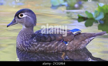 Anatra di legno femminile colorata con riflessi sul lago, Quebec, Canada Foto Stock