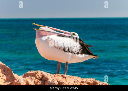 Un pellicano australiano si erge sulla parete rocciosa di Coral Bay, nell'Australia Occidentale, estendendo la sua borsa per banconote e esercitando il suo lungo conto. Foto Stock