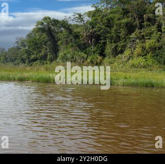 Fitta vegetazione di alberi, arbusti, viti e piante acquatiche della foresta pluviale amazzonica che costeggia un lago osseo a Tambopata, Perù, Sud America, sotto clo Foto Stock