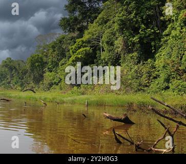 Fitta vegetazione di alberi, arbusti, viti e piante acquatiche della foresta pluviale amazzonica che costeggia un lago osseo a Tambopata, Perù, Sud America, sotto sto Foto Stock