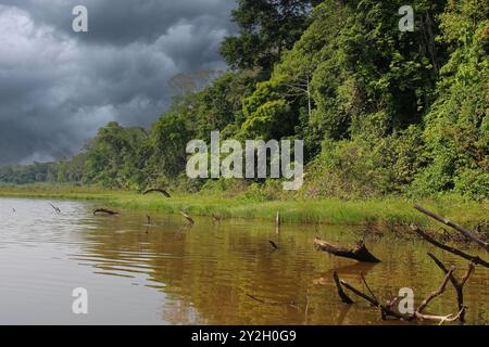 Fitta vegetazione di alberi, arbusti, viti e piante acquatiche della foresta pluviale amazzonica che costeggia un lago osseo a Tambopata, Perù, Sud America, sotto sto Foto Stock