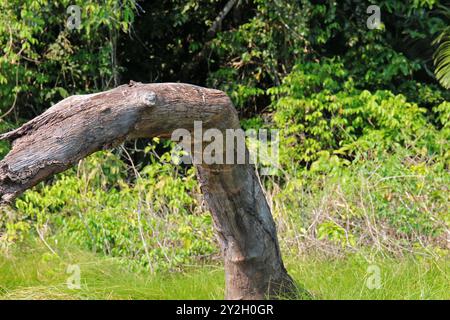 Quattro pipistrelli mimetizzati appesi a testa in giù da un tronco di albero morto e curvo, nelle Amazzoni Rainfores a Tambopata, Perù, Sud America Foto Stock