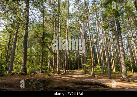 Percorsi escursionistici tra i pini dell'Amnicon Falls State Park. South Range, Wisconsin, Stati Uniti. Foto Stock