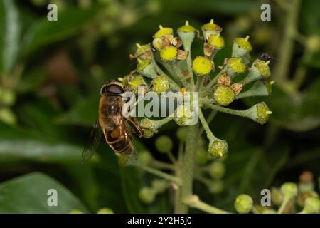 Hoverfly, Myathropa florae, Regno Unito Foto Stock