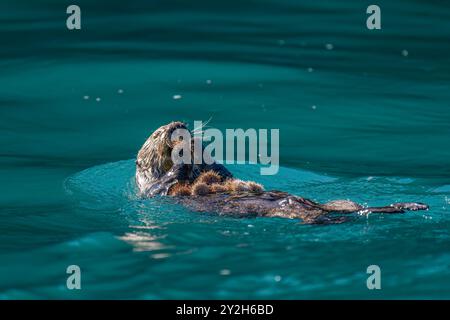 Lontra di mare adulta (Enhydra lutris kenyoni) che mangia ricci che ha raccolto al largo del fondo marino a Inian Pass, Alaska sud-orientale, USA, Pacific Oce Foto Stock