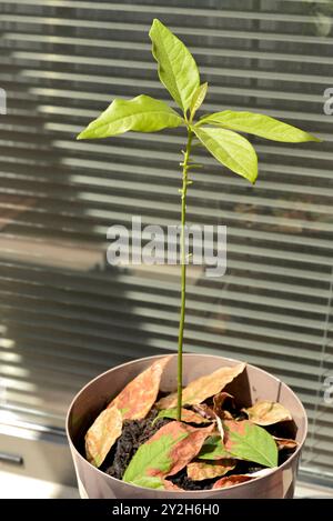 Avocado malato Persea americana potatura delle foglie brune Foto Stock