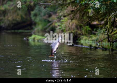 Salmone rosa saltato (Oncorhynchus gorbuscha) che si riunisce per la riproduzione al lago Eva sull'isola di Chichagof, Stati Uniti. Foto Stock