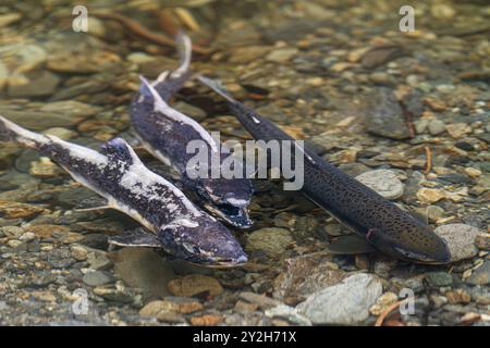 Salmone rosa morto e morente (Oncorhynchus gorbuscha) che si riunisce per riprodursi appena fuori Sitka, Alaska sud-orientale, Stati Uniti. Foto Stock