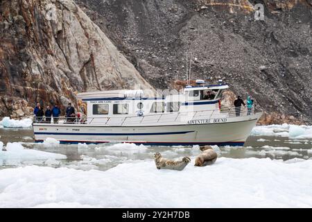 Foche del porto (Phoca vitulina) trasportate su ghiaccio ricavato dal ghiacciaio South Sawyer, Alaska sud-orientale, Stati Uniti. Foto Stock