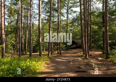 Percorsi escursionistici tra i pini dell'Amnicon Falls State Park. South Range, Wisconsin, Stati Uniti. Foto Stock