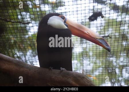 Toucan prigioniero con becco prominente Foto Stock