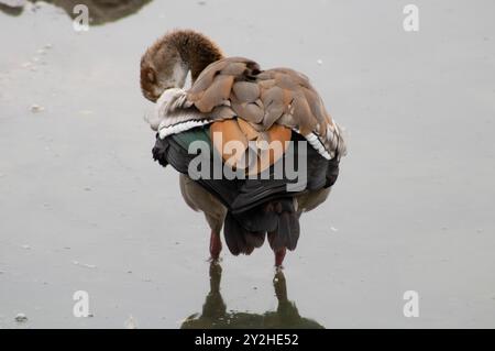 parte posteriore dell'oca bruna in acqua poco profonda Foto Stock