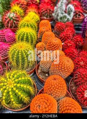 Pentole con bellissimi cactus colorati in vassoio di piante sul tavolo Foto Stock