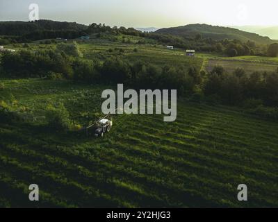 Un vecchio trattore bianco in un grande campo di coltivazione di lamponi la mattina durante l'alba. Foto scattata con un drone dall'alto dei campi. Foto Stock
