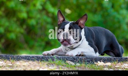 Ritratto della testa all'aperto di un cane bianco e nero di 2 anni, il giovane Boston Terrier di razza pura in un parco. Il terrier dog di Boston posa sulla spiaggia di sabbia Foto Stock