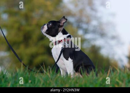 Cucciolo carino, piccolo, di Boston Terrier che indossa un guinzaglio. Aspettare e' il proprietario. Questa foto può illustrare il lavoro di educazione e obbedienza. Foto Stock