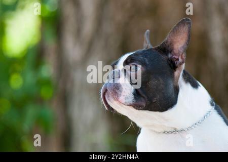 Ritratto della testa all'aperto di un cucciolo di Boston Terrier di razza pura con una simpatica espressione facciale. Cane guarda il suo proprietario. Aspetta un ordine. Foto Stock