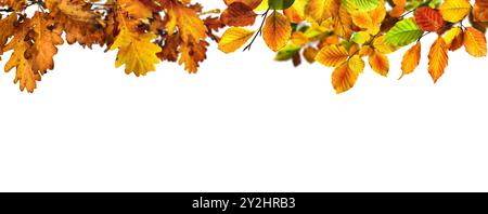 Foglie autunnali di faggio e quercia sui rami creano un confine, studio isolato su sfondo bianco puro, ampio formato panorama Foto Stock