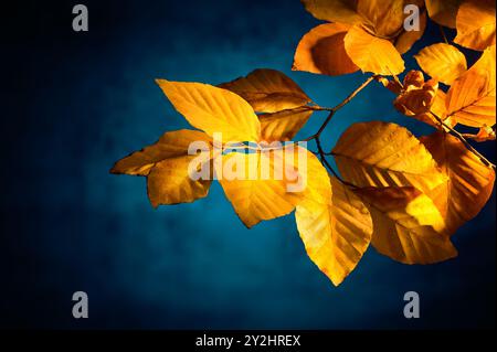 Foglie di faggio gialle in autunno, primo piano in studio su sfondo blu scuro con una bella illuminazione a vignettatura Foto Stock