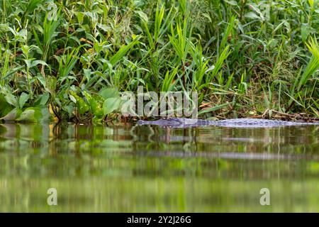 Un po' di caimano riposa sulla riva del fiume a Pantanal, in Brasile Foto Stock