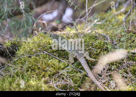 Lucertola Ocellata o lucertola Eyed femmina sotto pini - Timon lepidus Foto Stock