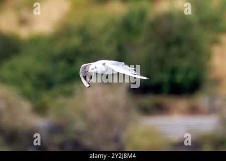 Il gabbiano dalla testa nera si nutre di pesci, insetti e piante. Foto scattata allo Swords Estuary, Dublino, Irlanda. Foto Stock