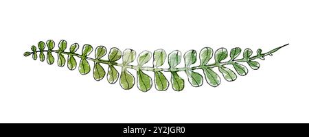 felce disegnata a mano per schizzo ad acquerello, erba isolata Foto Stock