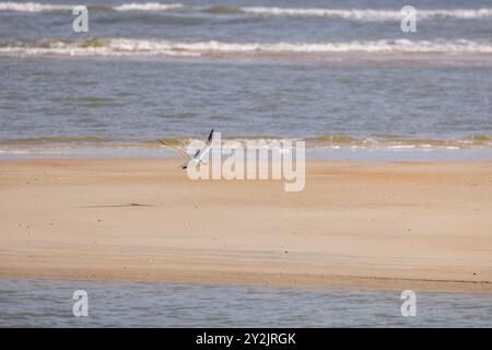 Un'unica terna reale che vola sulla spiaggia. Foto Stock