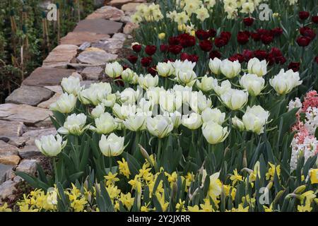 Una sinfonia di bianchi morbidi, un vivace arazzo di fiori primaverili. Delicati tulipani danzano tra uno sfondo di allegri gialli e rossi profondi. Foto Stock