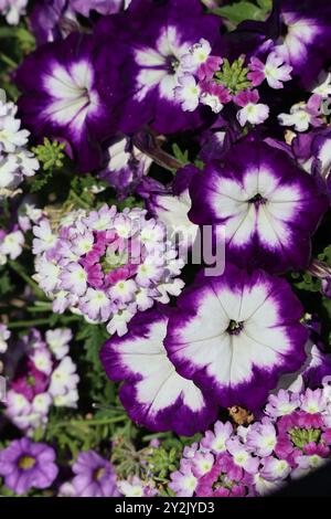 Vista ravvicinata di verbena e petunie, che mostrano i dettagli intricati di ogni petalo. Foto Stock