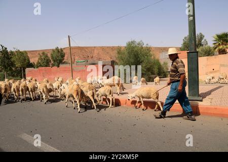 Gregge di pecore in un villaggio nella campagna desertica vicino ad Asni e alle montagne dell'alto Atlante in Marocco. Regione Marrakech-Safi, provincia di al Haouz, Hig Foto Stock