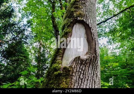 Cicatrice di una corteccia danneggiata su un vecchio pino Foto Stock