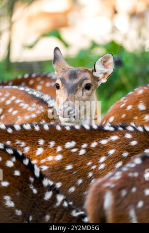 Il cervo Sika in natura. Animali in primo piano. Foto Stock