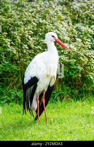 Ritratto di una cicogna bianca su un prato verde. Uccello in un habitat naturale. Foto Stock