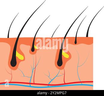 Illustrazione vettoriale del diagramma dei capelli umani. Pezzetto di pelle umana e tutta la struttura dei capelli su sfondo bianco. Trattamento medico di calvizie, capelli Illustrazione Vettoriale