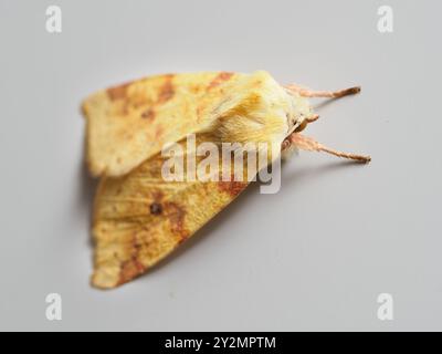 Il Sallow Cirrhia icteritia dorme sui mobili Foto Stock