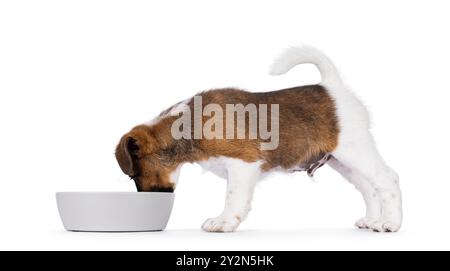 Cucciolo di cane Fox terrier, che mangia da una ciotola grigia. Dirigiti verso il basso nel recipiente. Isolato su sfondo bianco. Foto Stock