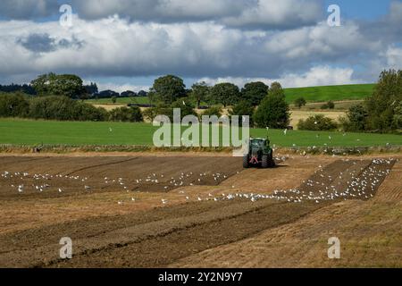 Trattore ecologico in funzione, preparazione del terreno (agricoltore in cabina, coltivazione superficiale, gestione del suolo, gabbiani che volano dopo l'alimentazione) - North Yorkshire, Inghilterra Regno Unito. Foto Stock