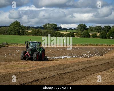 Trattore ecologico in funzione, preparazione del terreno (agricoltore in cabina, coltivazione superficiale, gestione del suolo, gabbiani che volano dopo l'alimentazione) - North Yorkshire, Inghilterra Regno Unito. Foto Stock