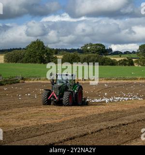 Trattore ecologico in funzione, preparazione del terreno (agricoltore in cabina, coltivazione superficiale, gestione del suolo, gabbiani che volano dopo l'alimentazione) - North Yorkshire, Inghilterra Regno Unito. Foto Stock