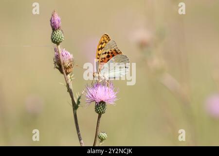 Cardinale Butterfly maschio - Argynnis pandora Foto Stock