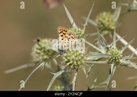 Maschio a farfalla iberico in rame sooty - Lycaena bleusei Foto Stock