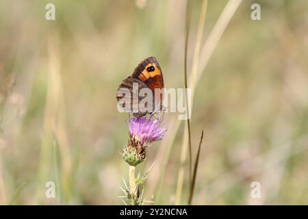 Il Ringlet di Zapater - Erebia zapateri Foto Stock