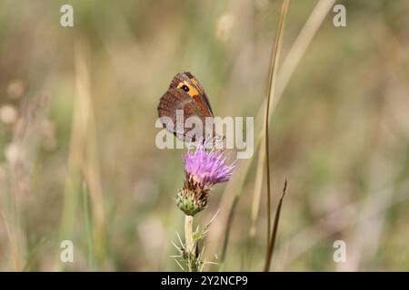 Il Ringlet di Zapater - Erebia zapateri Foto Stock