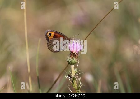 Il Ringlet di Zapater - Erebia zapateri Foto Stock