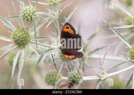 Il Ringlet di Zapater - Erebia zapateri Foto Stock