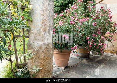 Affascinante giardino con fiori di oleandro rosa in grandi vasi accanto a un muro di pietra in una giornata di sole Foto Stock