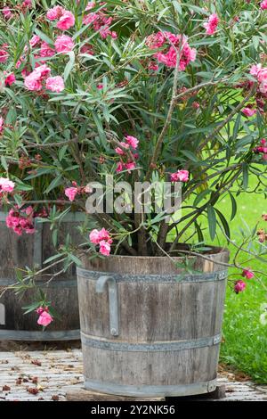 Botti di legno piene di fiori di oleandro rosa in fiore collocate in un giardino con uno sfondo di erba verde Foto Stock